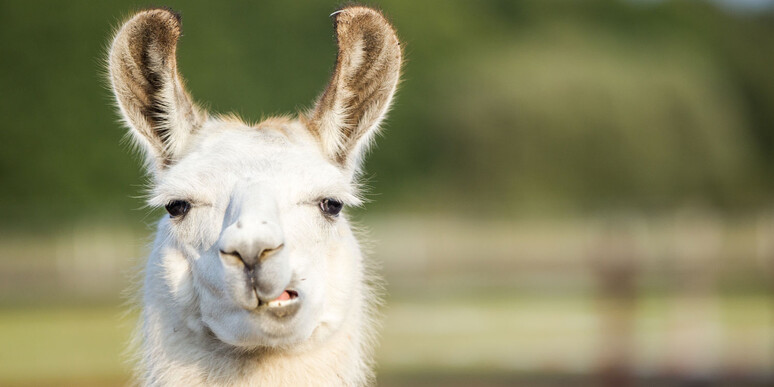 How to get the llama without drama to Surrey in a hurry