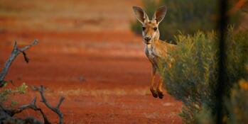 Neue Chancen der EU durch Abkommen mit Australien