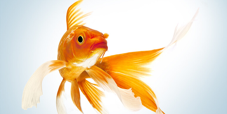 Urban myths, smart goldfish, and US export controls