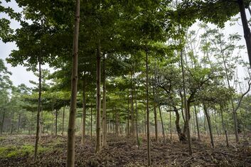 AEB works with Treeo to offset carbon emissions